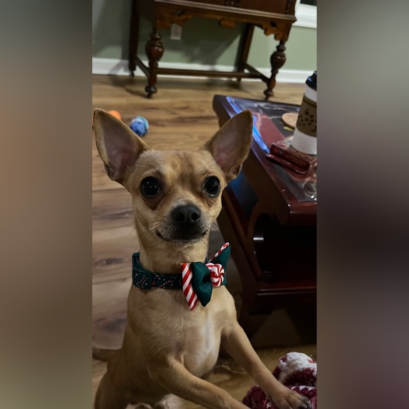 Lisa & Odysseus (Ody🐶) - Picture 4 of 4